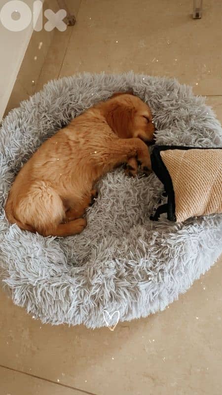 Pure Golden Retriever - Vaccinated + food + bed 3