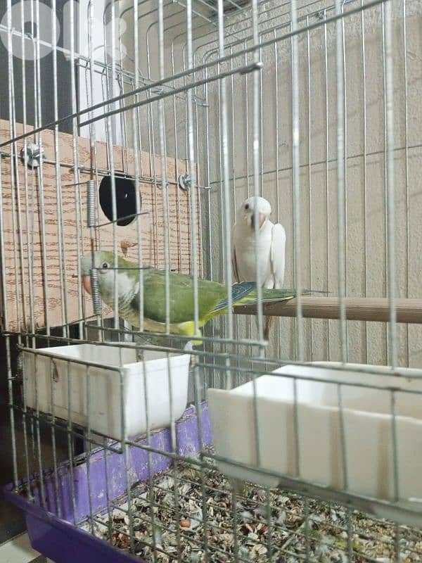 Qwaker pair male and female 0