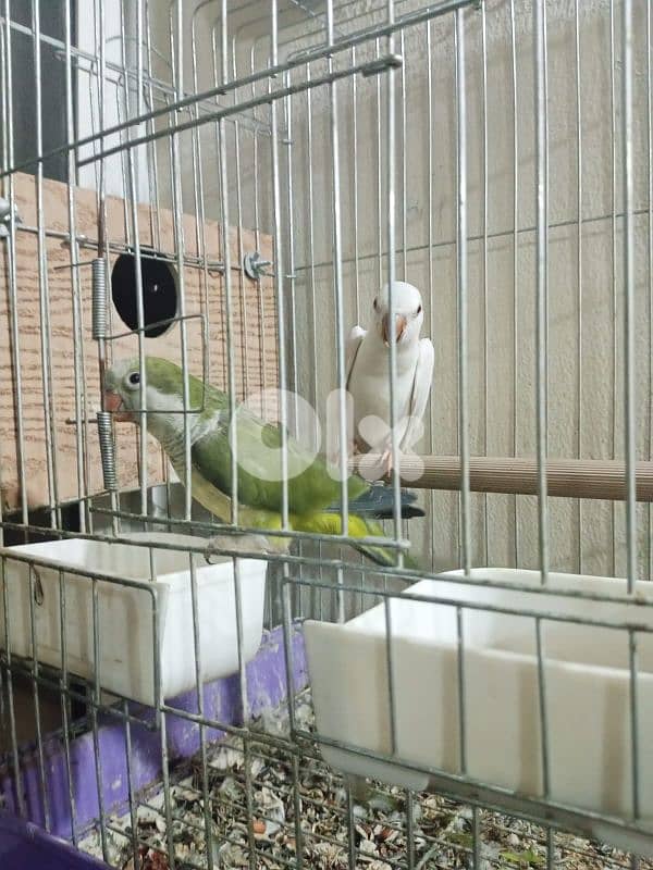 Qwaker pair male and female 1