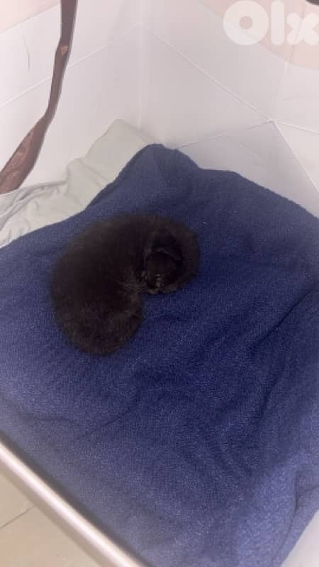 found on the street 0