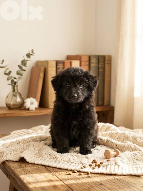 Pomeranian Spitz 3