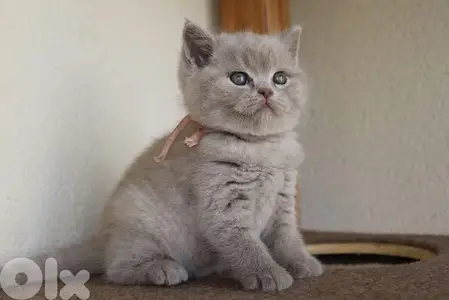 British Lilac kitten