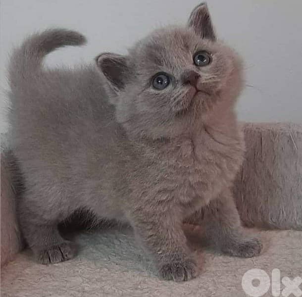 lilac British kitten 0