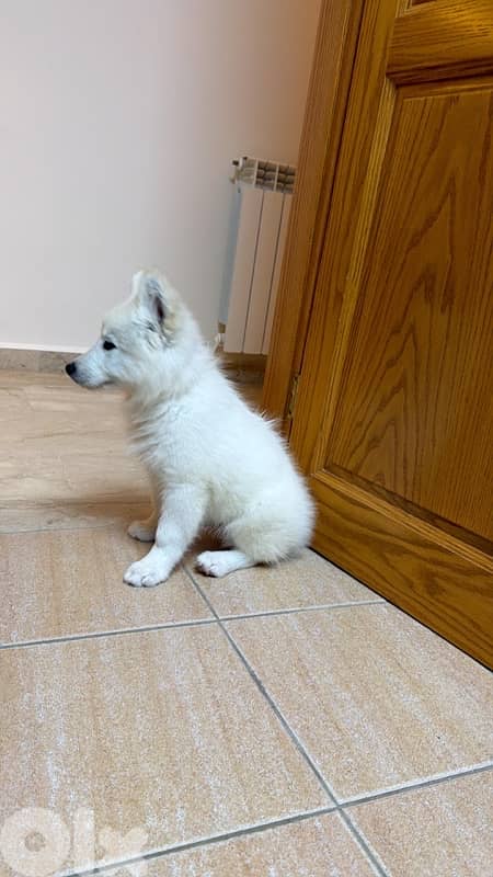 Samoyed Dog 0