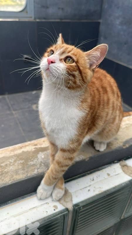 cat for adoption 0