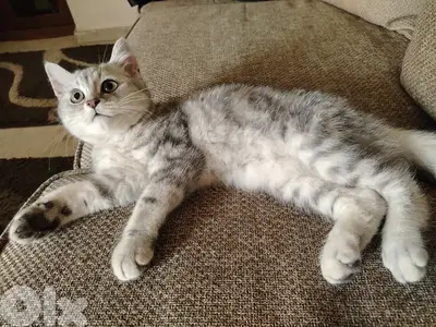 silver tabby cat mix