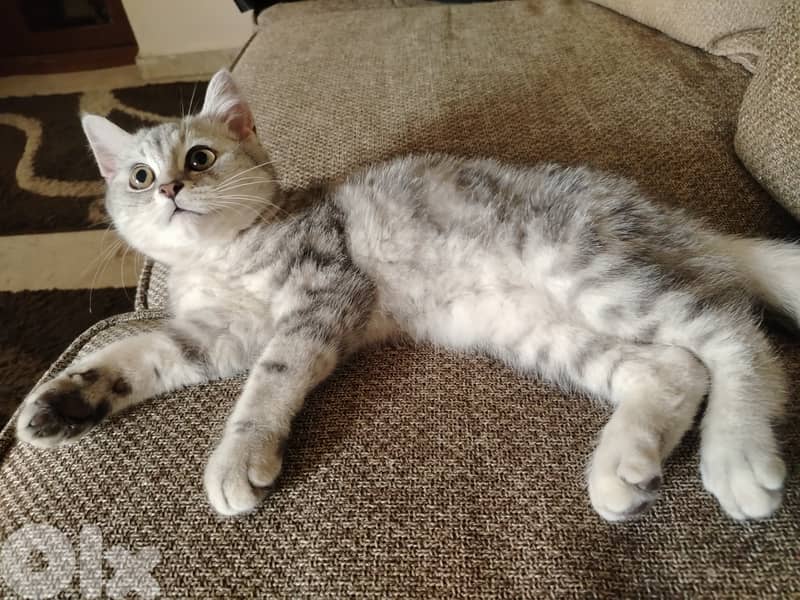 silver tabby cat mix 0