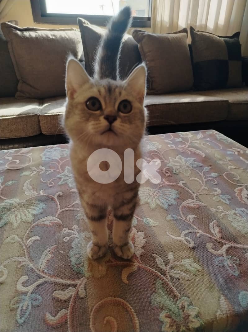 silver tabby cat mix 1