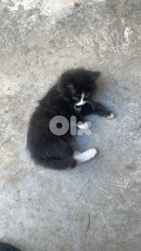 Tuxedo cat for adoption 0