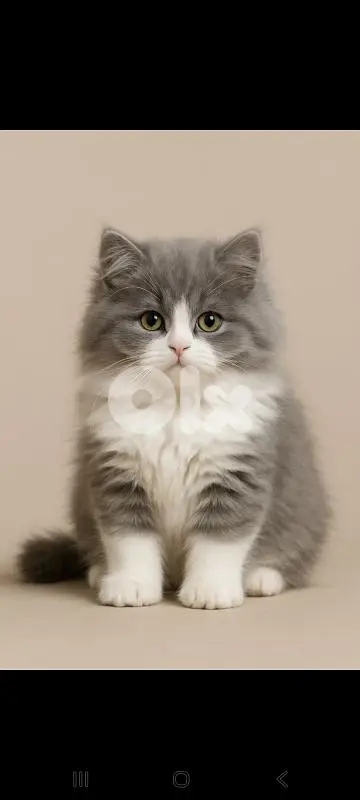 british kittens