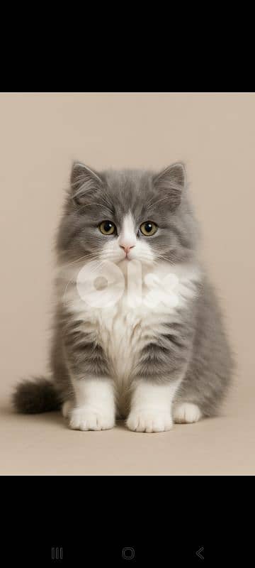 british kittens 0