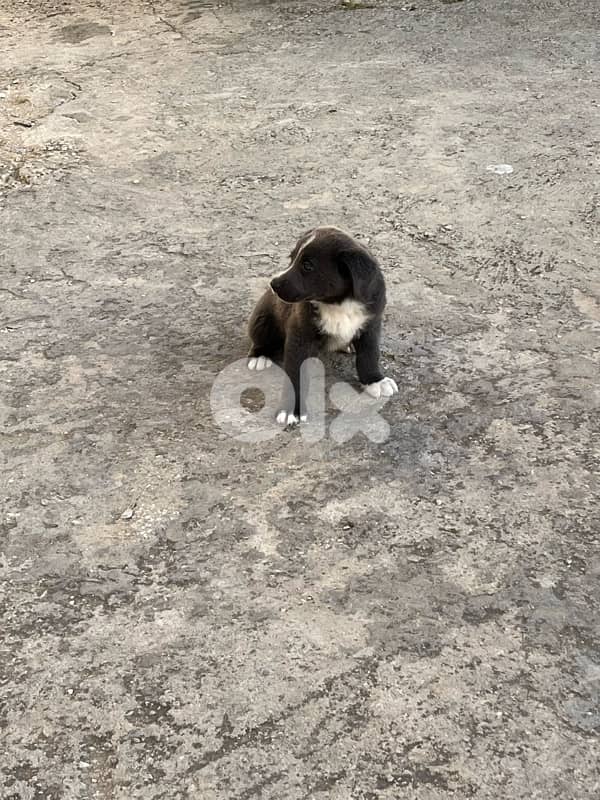 labrador 0