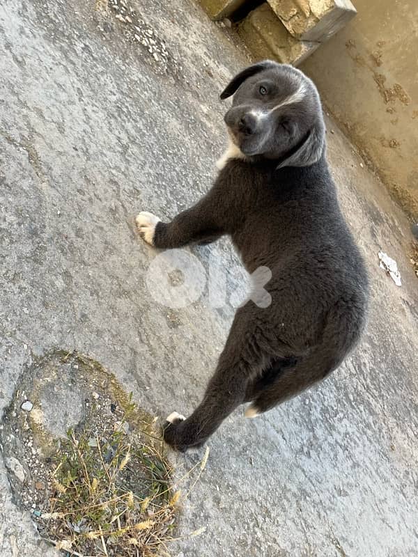 labrador 2