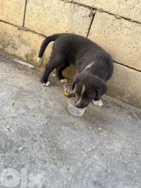 labrador 3