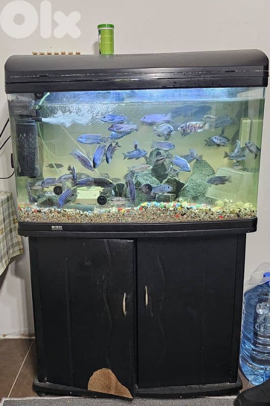 aquarium 80 cm with fish 0