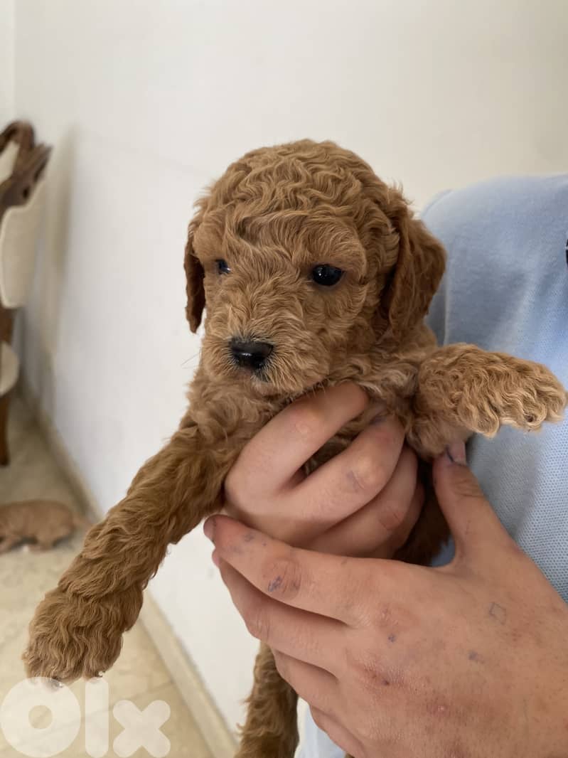  Tiny Toy Poodle Looking for a Loving Home  0