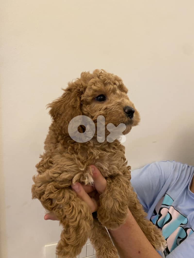  Tiny Toy Poodle Looking for a Loving Home  2