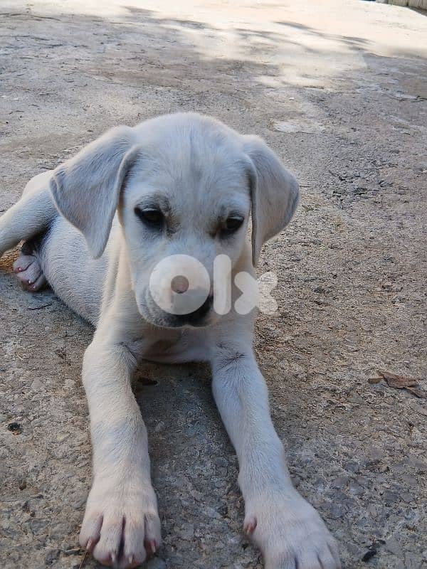Puppy labrador 0