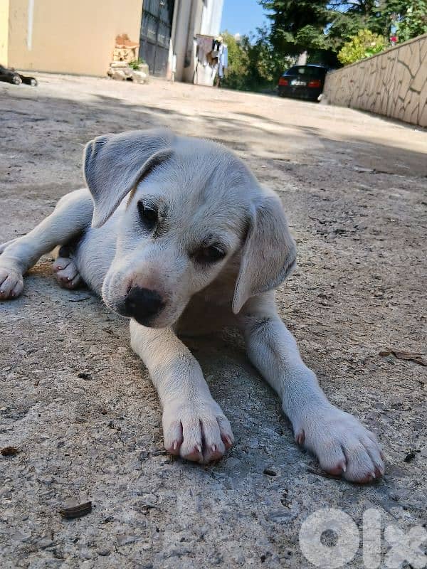 Puppy labrador 2