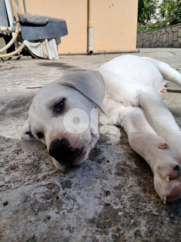 Puppy labrador 4