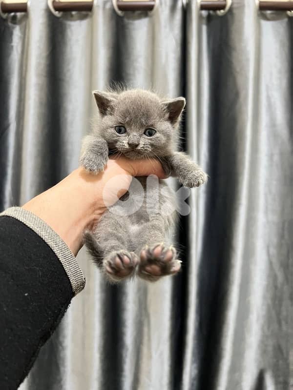 cat for sale more info contact 76 907 583 0
