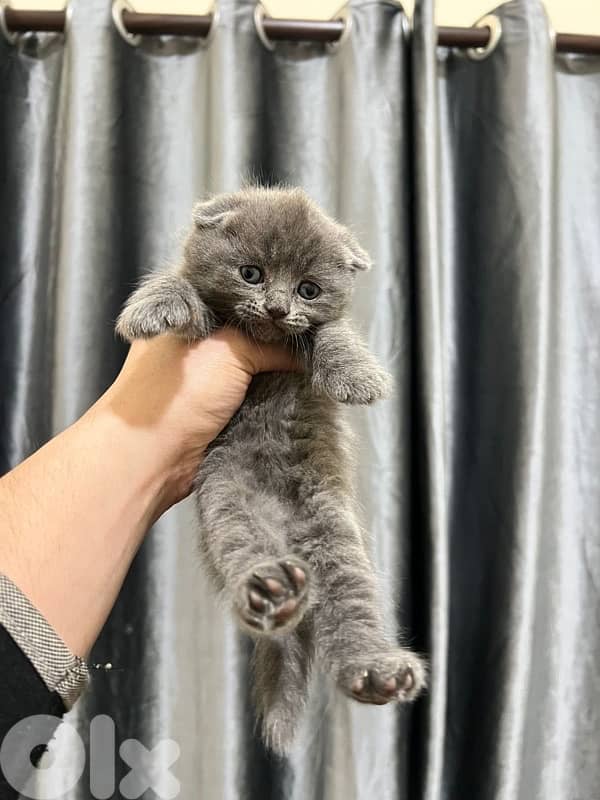 cat for sale more info contact 76 907 583 2