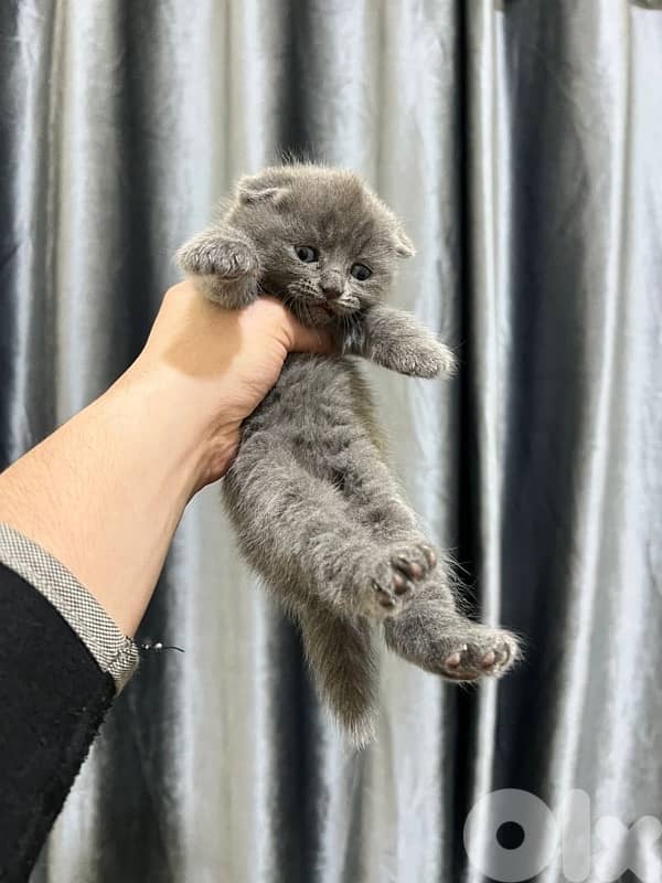 cat for sale more info contact 76 907 583 4