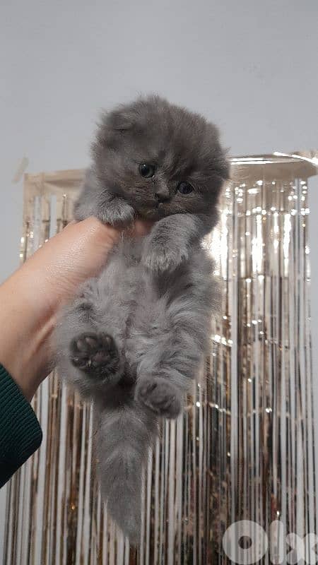 7 kittens for sale 0