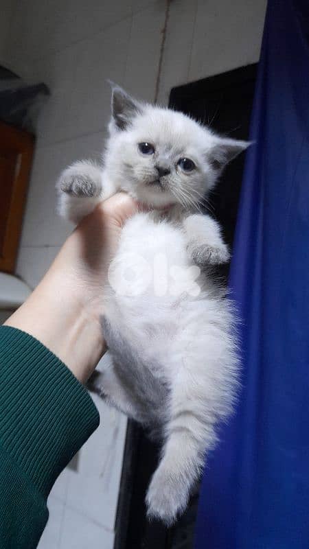 7 kittens for sale 4