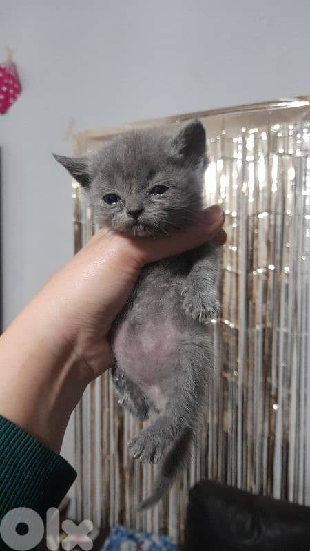 7 kittens for sale 5