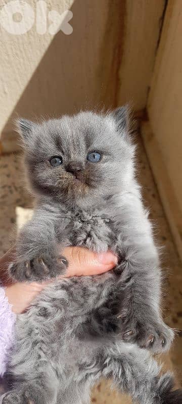 7 kittens for sale 6