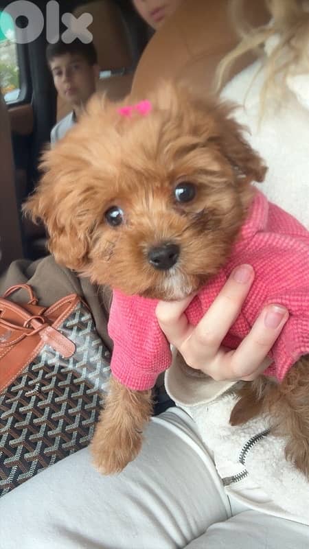 teddy maltipoo 0