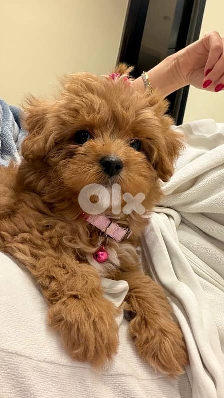 teddy maltipoo 1