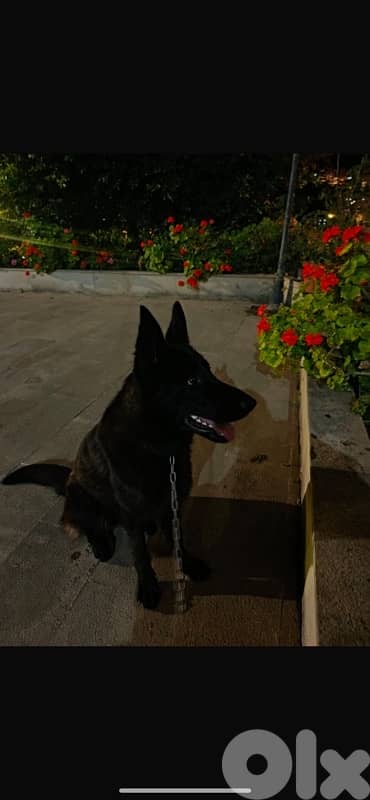 gsd full black 0