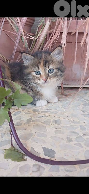 cute home cat 0