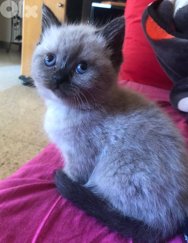 2' females Siamese kittens 0