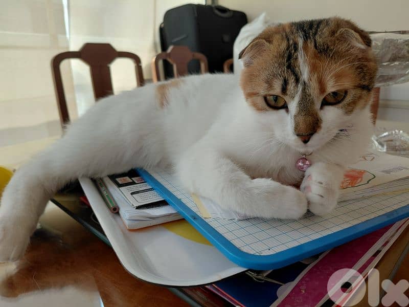 scottish fold kitten 0