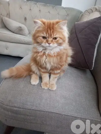Persian mix scottich