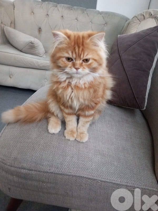 Persian mix scottich 0