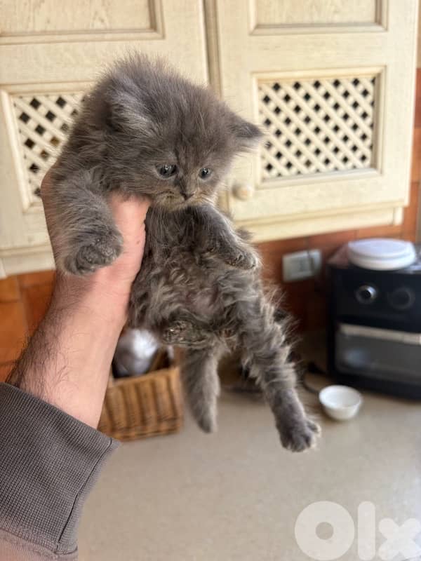 scottich highland - persian kitten 1