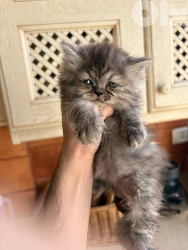scottich highland - persian kitten 2