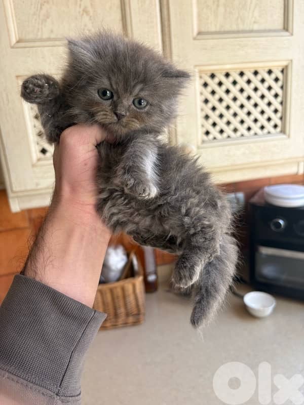 scottich highland - persian kitten 3
