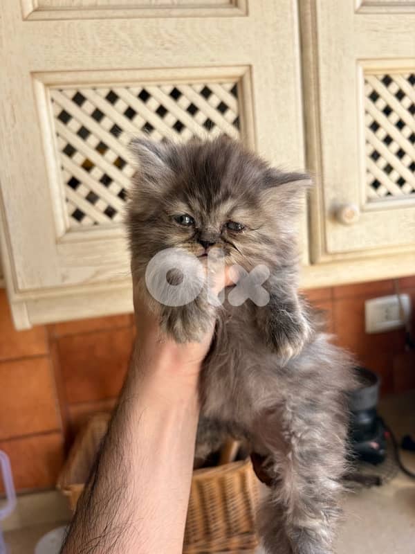 scottich highland - persian kitten 4