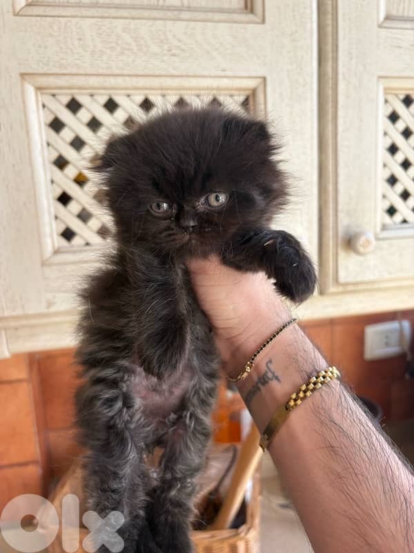 scottich highland - persian kitten 5