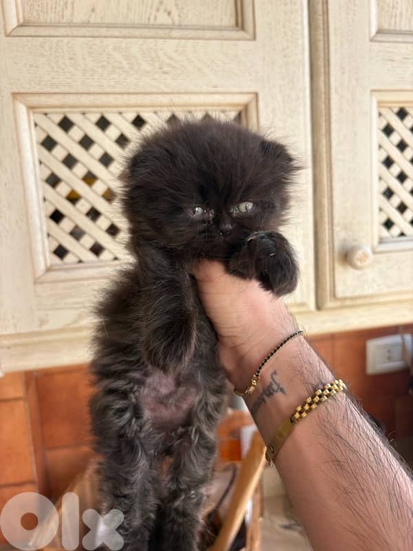 scottich highland - persian kitten 6