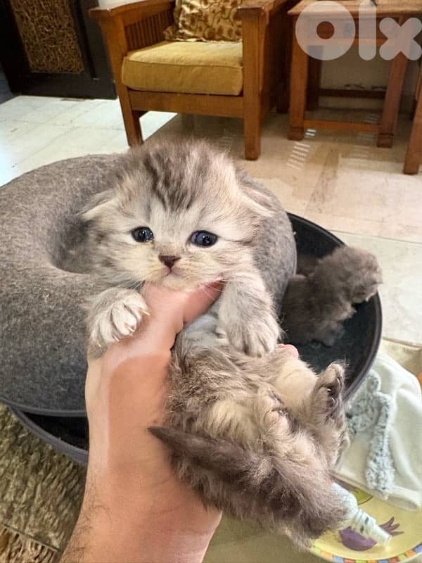 scottich highland - persian kitten 7