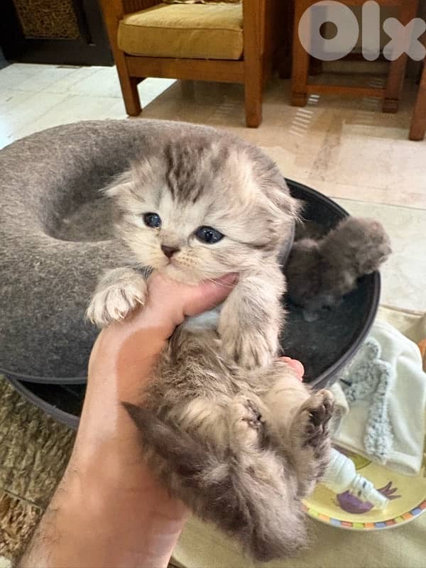 scottich highland - persian kitten 8