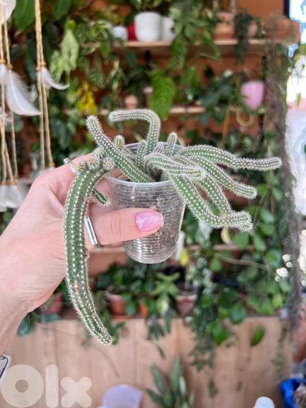 Cacti Succulents Haworthia 0
