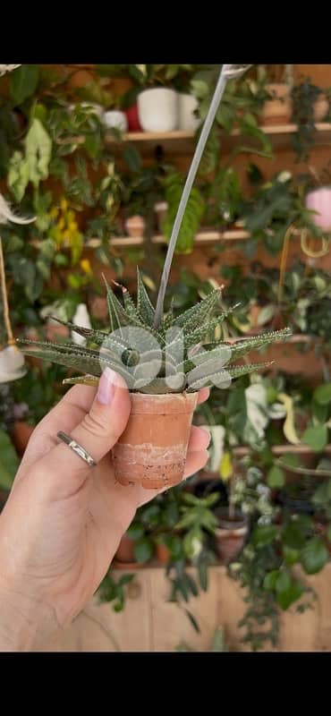 Cacti Succulents Haworthia 3