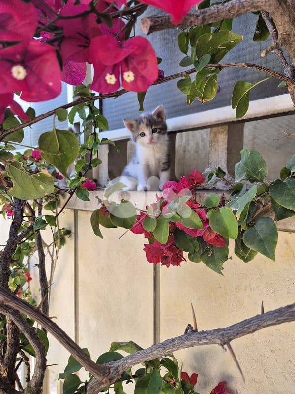 5 kittens free  near jesus and mary biada 0